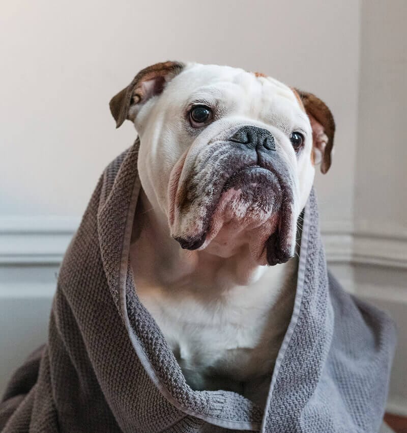 A Person Brushing a Dog
