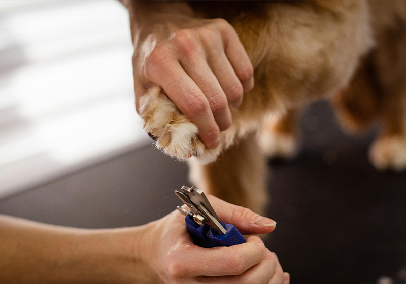 Dog Groomer Trimming Dogs Nails