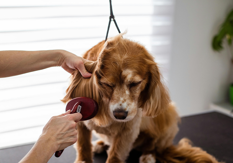 Groomer Brushing a Dog