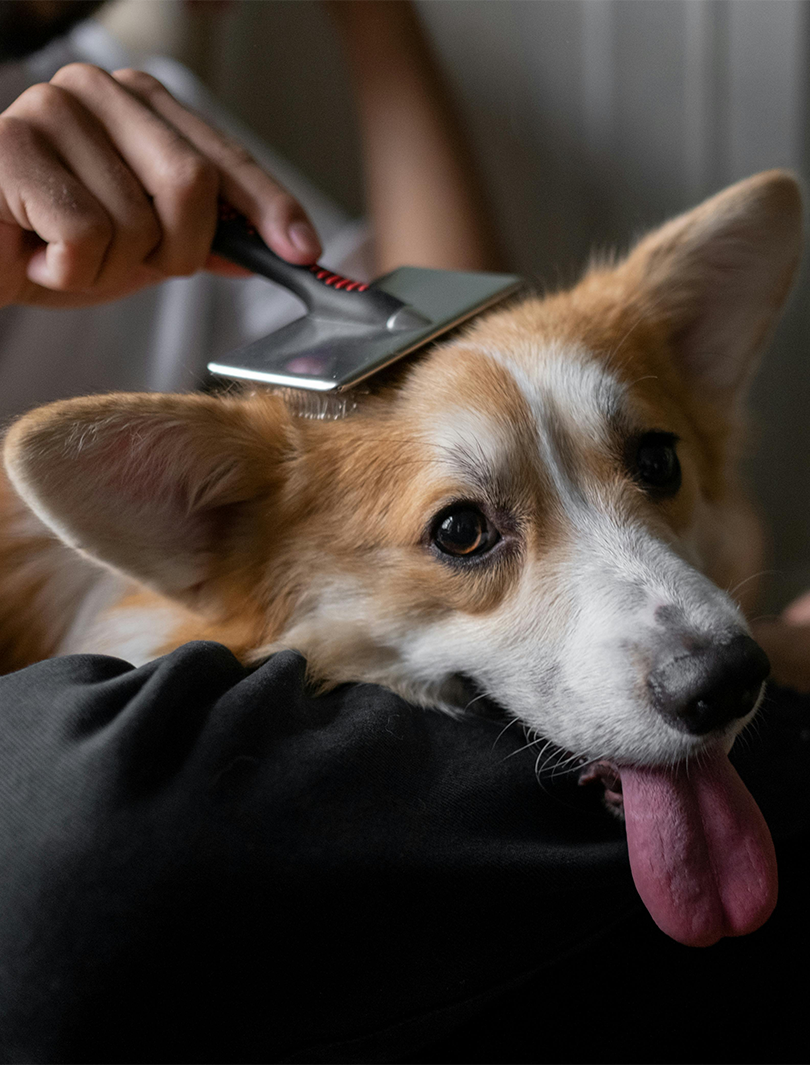 Brushing Dogs Hair
