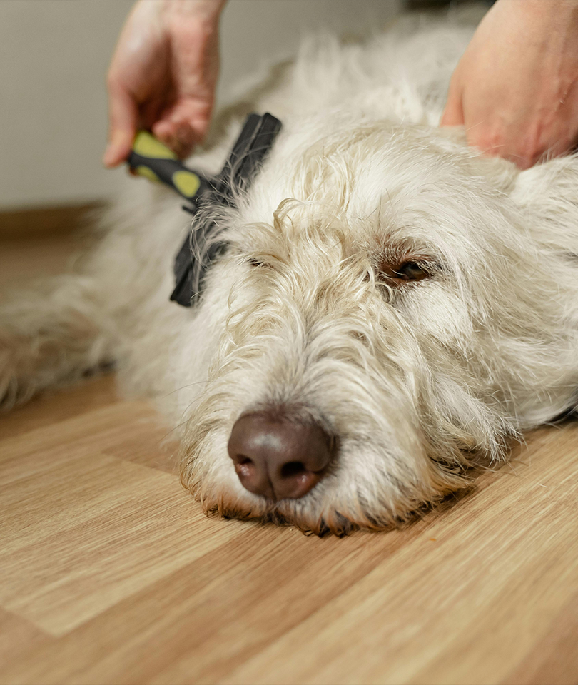 A Person Brushing a Dog