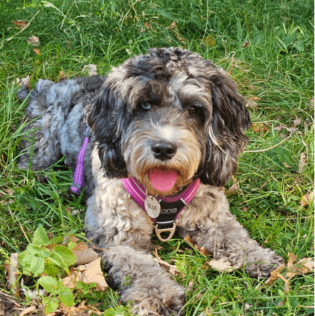 Meet Blue: The Inspiration Behind Blue-Bee Dog Grooming